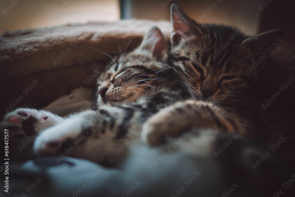 a couple of kittens sleeping on a couch a couple of kittens sleeping on a couch