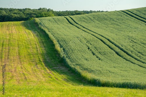 Ripe golden wheat field with path at the daytime in Pannonhalma, Hungary