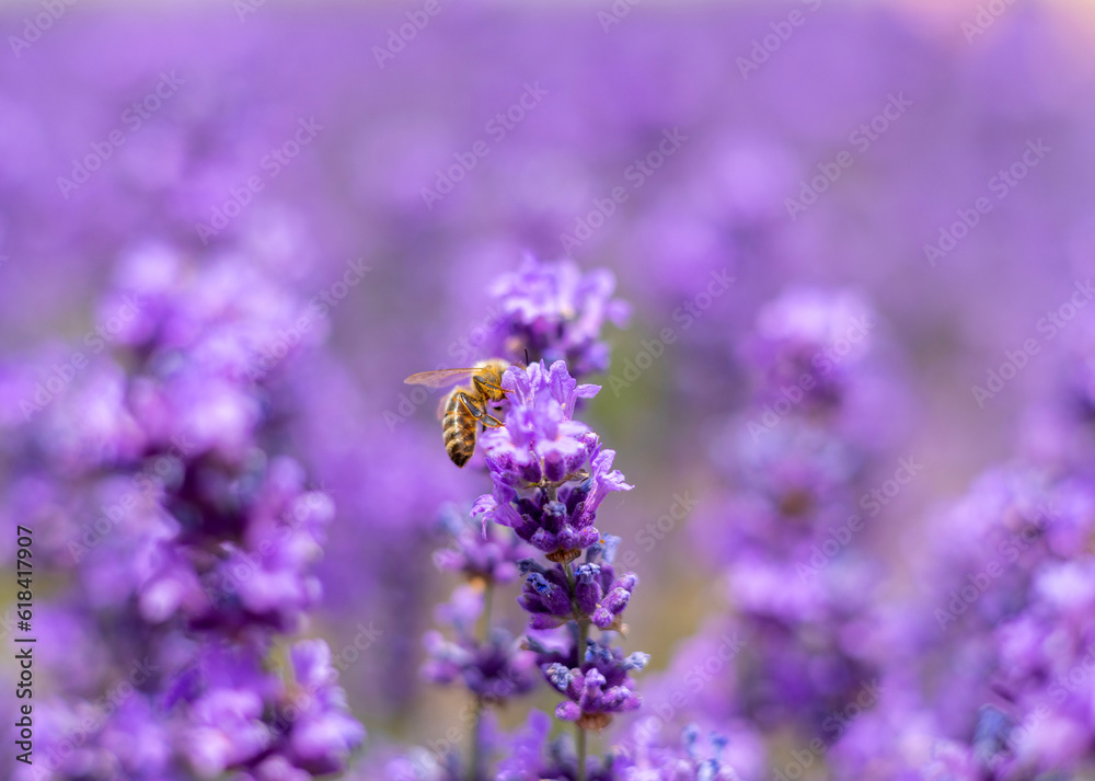 lavender field farm and beautiful cloudy summer sky in background.Sustainable, regional organic cultivation.lavender bushes in row,bottom or top view, bright 4k video close up.bee flying over lavender field farm and beautiful cloudy summer sky in background.Sustainable, regional organic cultivation.lavender bushes in row,bottom or top view, bright 4k video close up.bee flying over