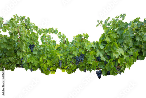 Dark black grape with leaves over white. Wet fruit, clipping path. Full depth of field. Ripe blue grapes on branch with green leaves isolated on white background. PNG