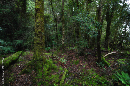 Rainforest walk around Lake Te Anau  South Island  New Zealand