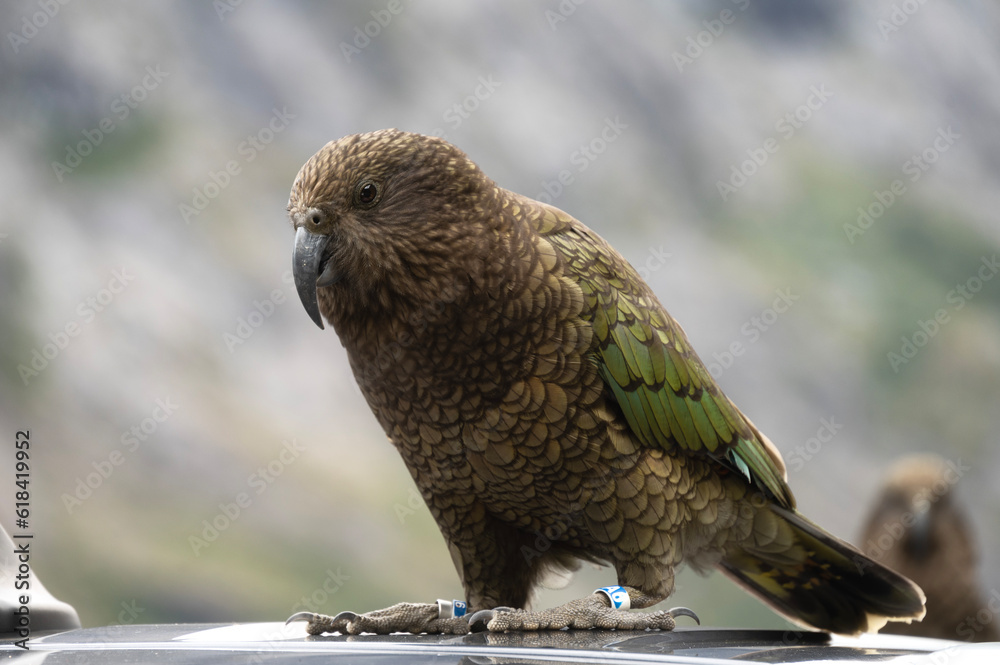 Fototapeta premium Kea, a type of parrot native to South Island of New Zealand