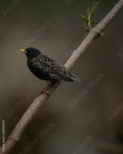 Common Starling perched atop a branch of a tree. © Lucianpavel86/Wirestock Creators