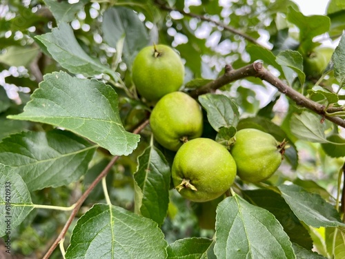 Grüner Apfel Baum