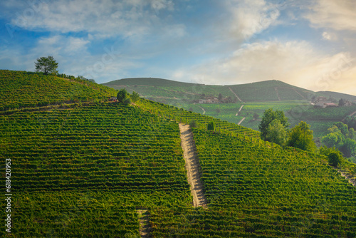 Vineyards on the Langhe hills in the morning  Piedmont  Italy Europe.