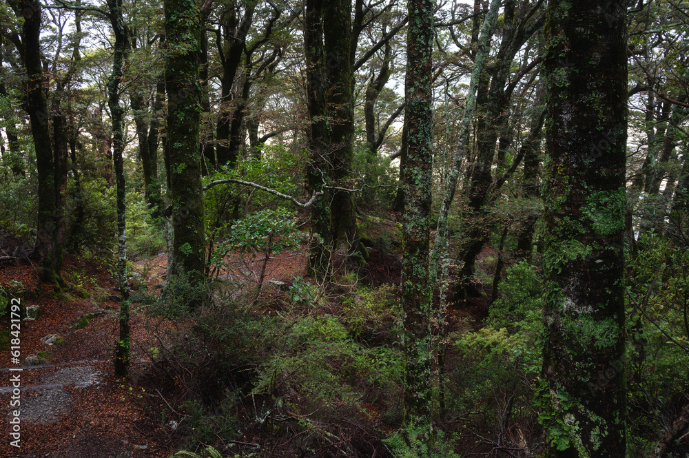 Fototapeta premium Rainforest walking trail in Aoraki Mount Cook, New Zealand
