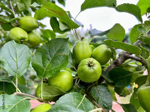 Grüner Apfel Baum