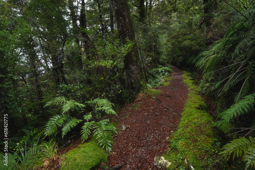 Rainforest walking trail in Aoraki Mount Cook, New Zealand