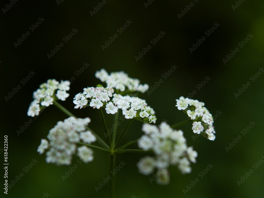 Closeup of a white yarrow flower against a blurry background Closeup of a white yarrow flower against a blurry background