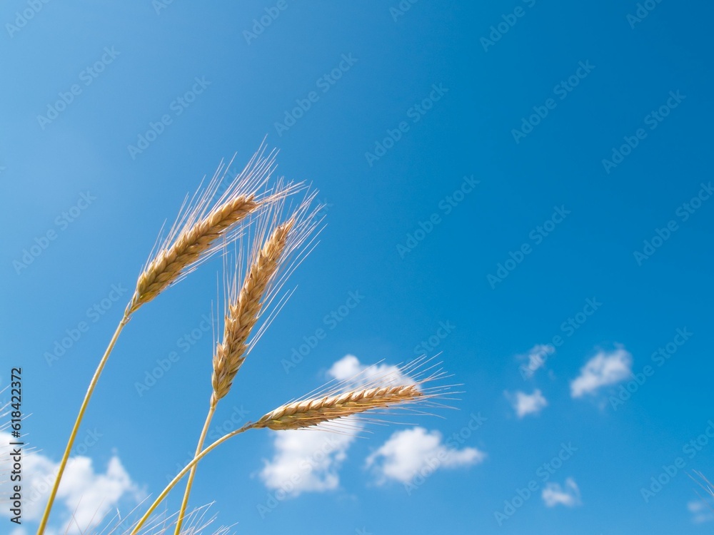 Lower view of wheat ears in a field, silhouetted against a bright blue sky