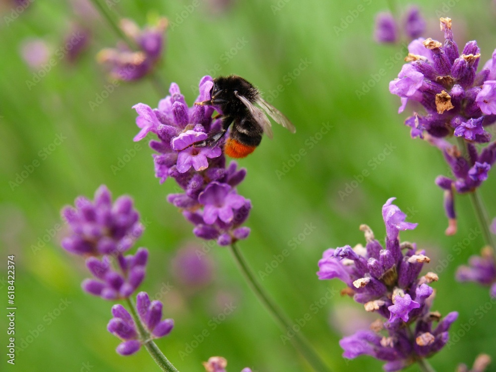 Lavender flowers (Lavandula) with Hummel Lavender flowers (Lavandula) with Hummel