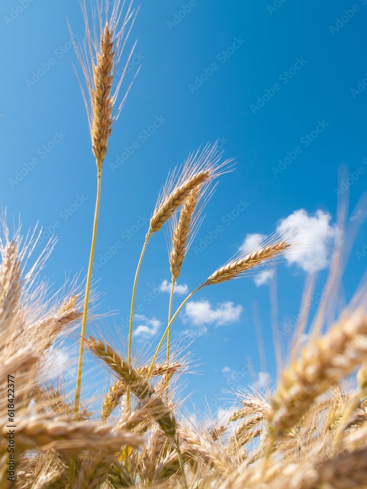 Vertical shot of tall wheat ears set against a blue cloudy sky Vertical shot of tall wheat ears set against a blue cloudy sky