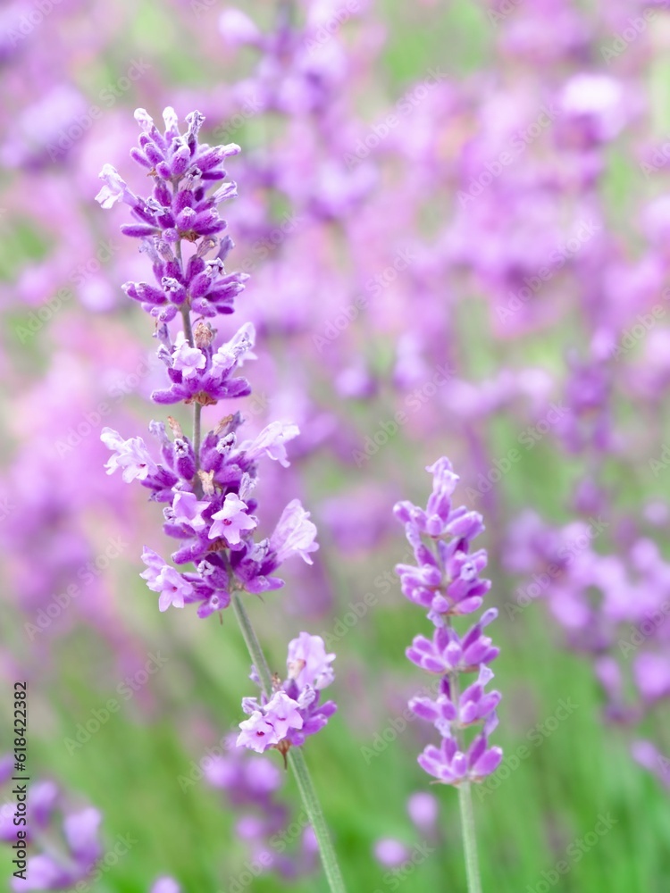 Vertical shot of a lavender on a blurred background of a lavender field Vertical shot of a lavender on a blurred background of a lavender field