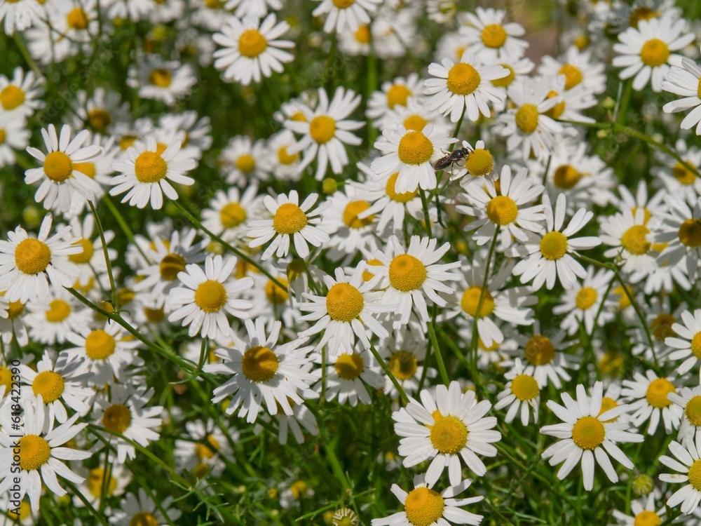 dense group chamomile (Matricaria chamomilla). It is used for te dense group chamomile (Matricaria chamomilla). It is used for te