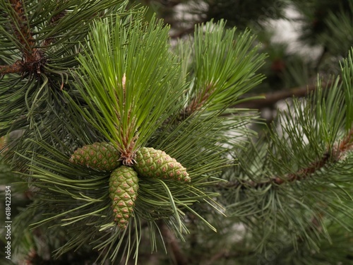 Cones of a pine (Pinus), summer in southern Germany