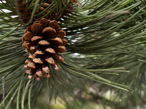 Cone of a pine (Pinus), summer in southern Germany