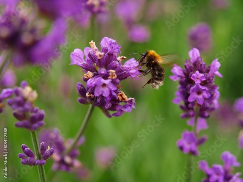 Lavender flowers (Lavandula) with Hummel © M  Hieber/Wirestock Creators