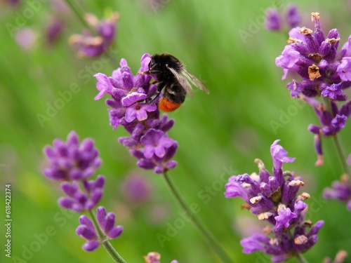 Lavender flowers (Lavandula) with Hummel