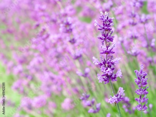 Close up of a vibrant field of bright purple lavender flowers in full bloom