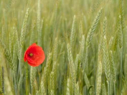 Vibrant red poppy is standing in a sun-dappled barley field.