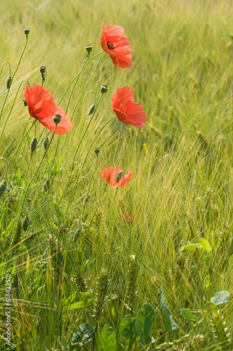 Blooming red poppy (Papaver rhoeas) in cereal box
