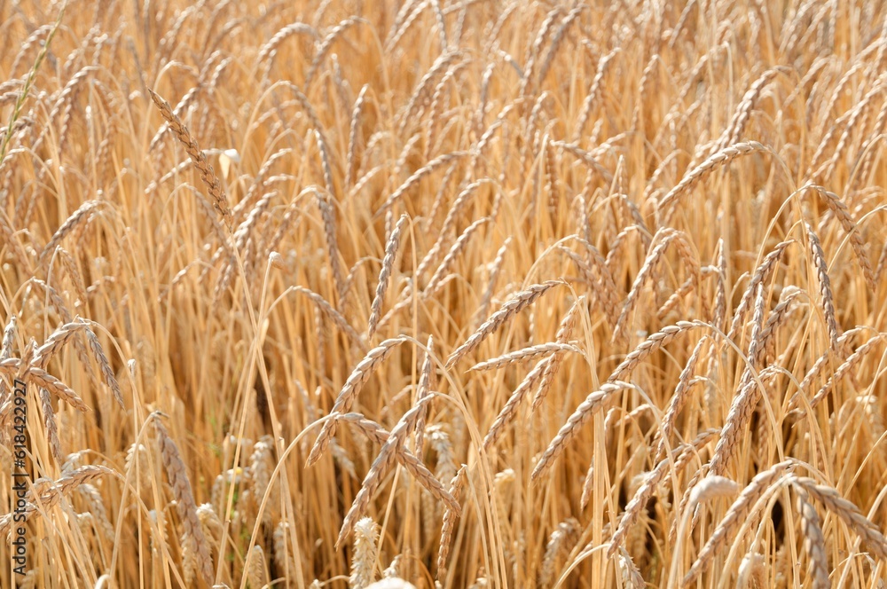 Field of bright yellow wheat growing in the warm summer sunshine. Field of bright yellow wheat growing in the warm summer sunshine.
