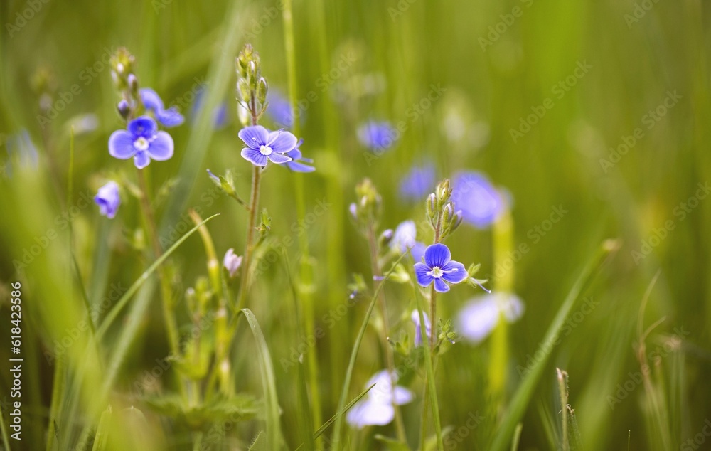 Closeup shot of blooming purple speedwells flowers on a field Closeup shot of blooming purple speedwells flowers on a field
