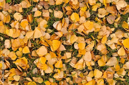 Closeup of a vibrant array of autumn foliage scattered across the ground