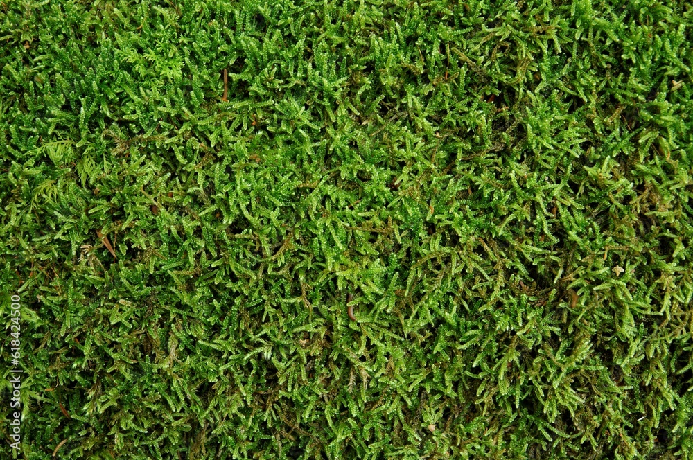 Vibrant closeup of lush green grass with its natural earthy soil visible just below the surface Vibrant closeup of lush green grass with its natural earthy soil visible just below the surface