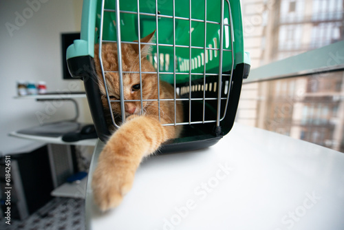 Young red cat is in a cat carrier, indoor shot. Stressed cat is trying to get out of the cage. Moving with pets photo