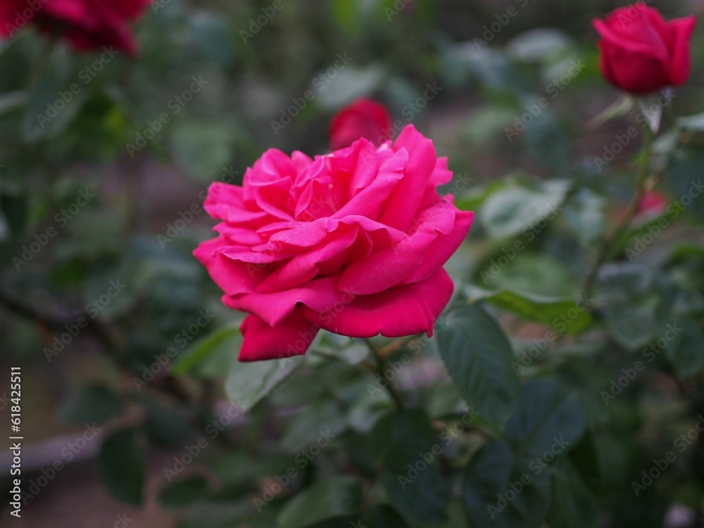 Close-up shot of an exquisite pink rose blooming in the garden Close-up shot of an exquisite pink rose blooming in the garden