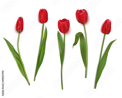Realistic vector tulips are set on a transparent background.Vector illustration #618427943