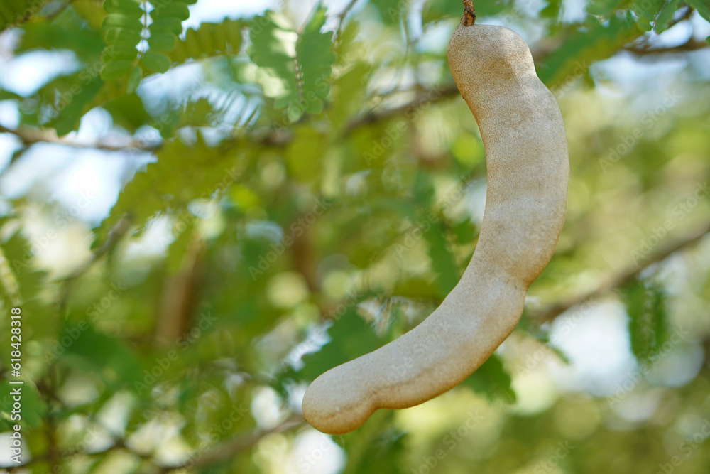 Fresh organic raw Tamarind fruit on branch tree. Agricultural crops of