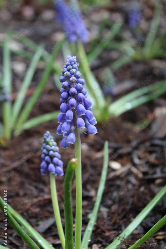 Vertical closeup of a grape hyacinth blooming in a lush garden Vertical closeup of a grape hyacinth blooming in a lush garden