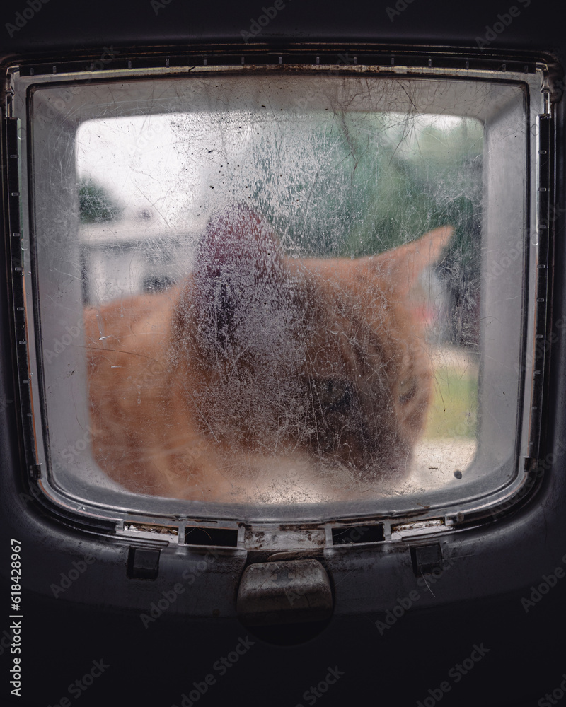 Fototapeta premium A ginger cat looking through his at flap