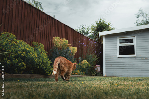 A ginger cat exploring a garden