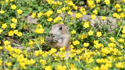 Black-tailed prairie dog (Cynomys ludovicianus) juvenile, native to the Great Plains of North America, eating flowers in spring