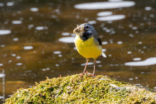 grey wagtail on a rock with insects