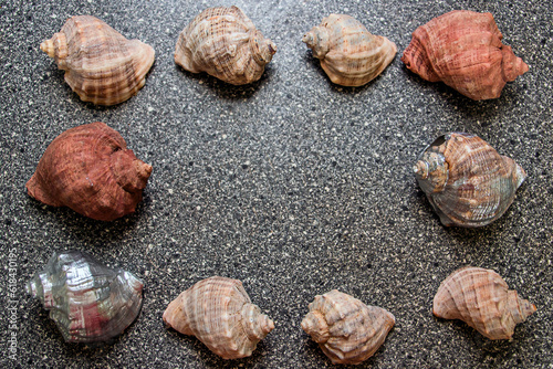 Large multi-colored seashells lie on the table 