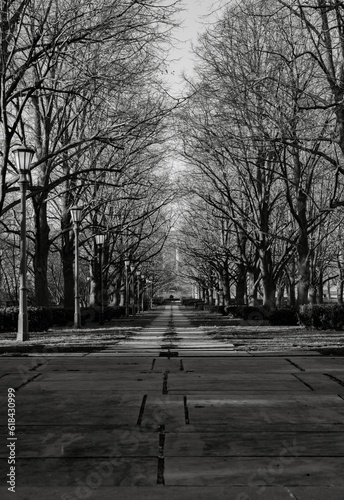 Greyscale image of an urban street with no people present, lined with lush trees providing shade