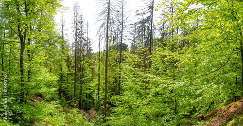 Panoramic with magical enchanted fairytale forest with fern, moss, lichen and sandstone rocks at the hiking trail in the national park Saxon Switzerland, Bad Schandau, Saxony, Germany.