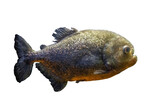Red-bellied piranha isolated on transparent background. Pygocentrus nattereri fish cut out icon, side view.