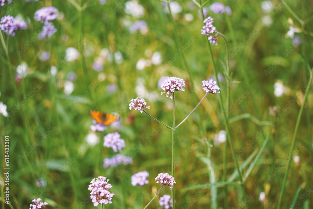 Vibrant landscape featuring a field of purple flowers set against a backdrop of lush green foliage Vibrant landscape featuring a field of purple flowers set against a backdrop of lush green foliage