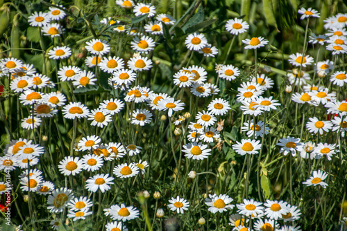 Beautiful daisies with white petals and a yellow center