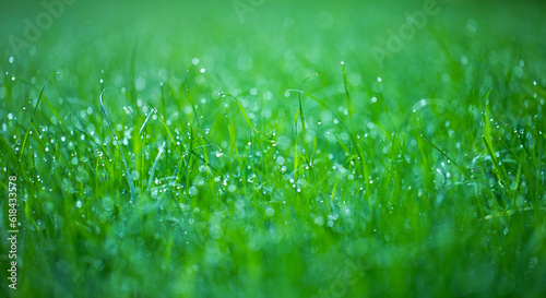 zielona trawa na wiosne, piękny zielony trawnik w ogrodzie 