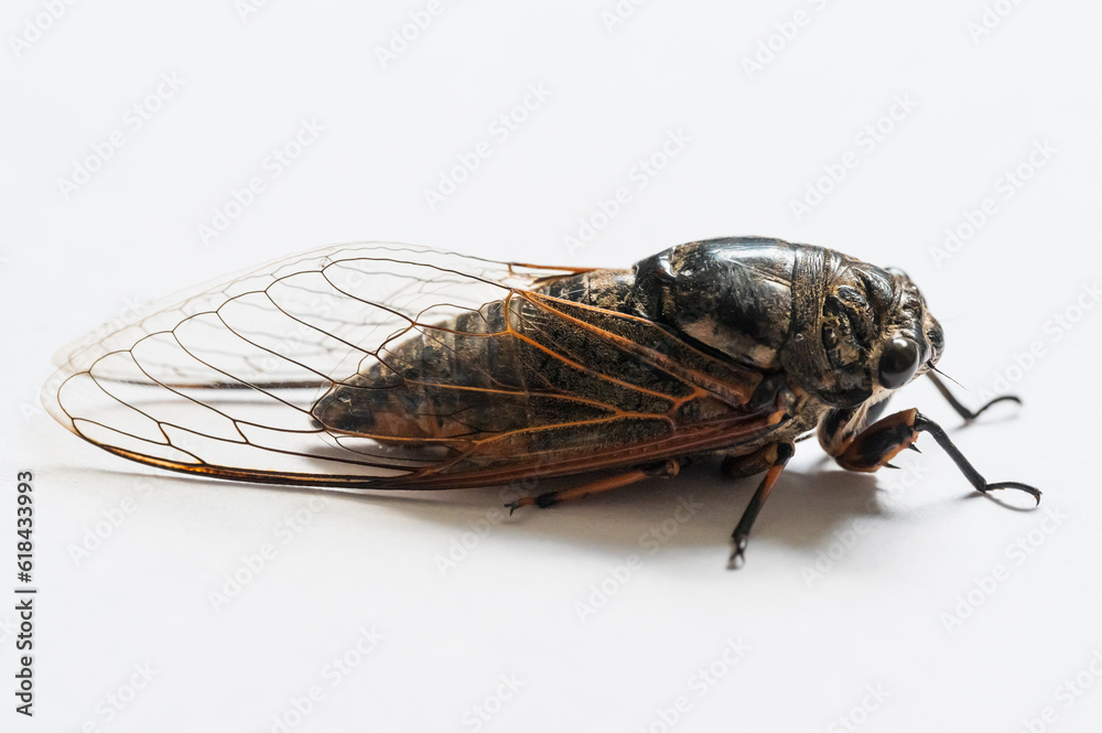 Fototapeta premium Macro closeup of a cicada, white background