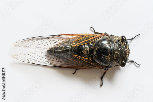 Macro closeup of a cicada, white background © chendongshan