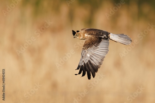 Aerial view of a marsh harrier soaring through a golden wheat field