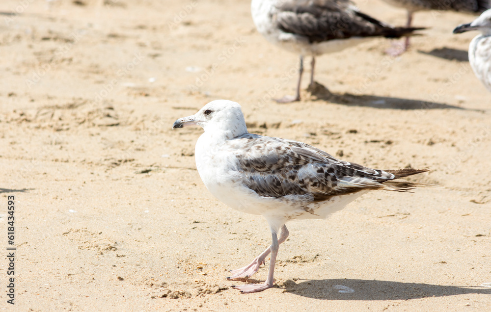 Seagulls on the beach Seagulls on the beach