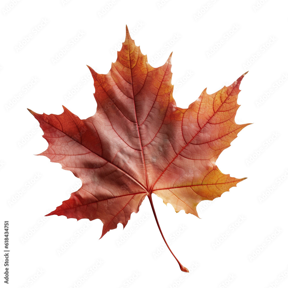 Beautiful autumn leaf isolated on white background with clipping path. Full Depth of field. Focus stacking. PNG. Generative AI technology Beautiful autumn leaf isolated on white background with clipping path. Full Depth of field. Focus stacking. PNG. Generative AI technology